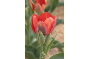 RED GEORGETTE